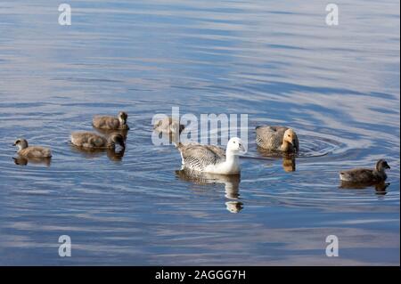 La famille d'oies (Chloephaga picta) Nager dans le lac, des îles Malouines Banque D'Images