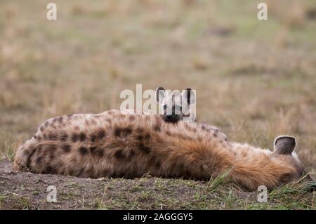 L'Hyène tachetée (Crocuta crocuta) et cub, Masai Mara National Reserve, Kenya Banque D'Images