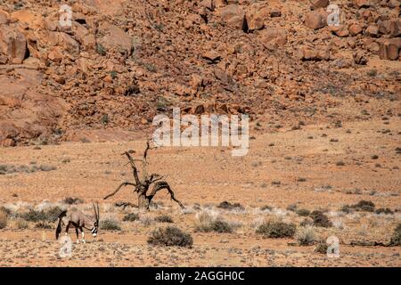 Les oryx paître par arbre mort dans les montagnes, la Namibie. Tiras Banque D'Images