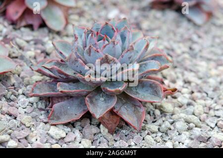 Cactus est une plante indigène qui a son origine dans le désert. Banque D'Images