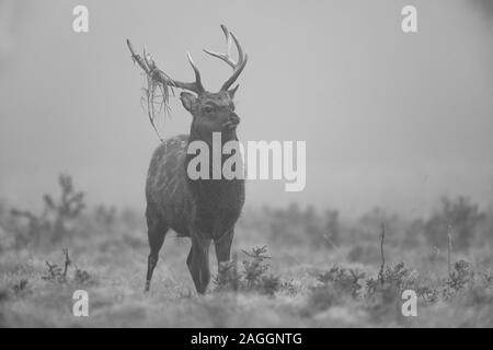 Le cerf sika, cerf et biches, pendant la saison du rut chez le cerf de Studley Royal Park une propriété du National Trust près de Ripon dans le North Yorkshire, Angleterre Banque D'Images