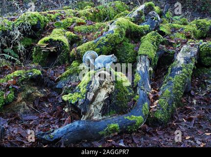 Un écureuil gris posant sur un journal, formant un motif woodland Banque D'Images