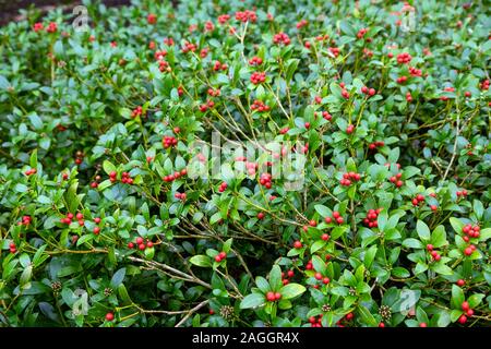 Skimmia japonica Banque D'Images