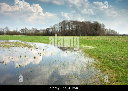 Gazon, forêt inondée sur l'horizon et les nuages dans le ciel bleu se reflétant dans l'eau Banque D'Images