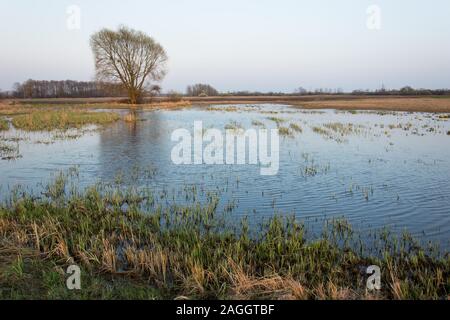 Matin vue d'une prairie marécageuse et d'un seul arbre - printemps voir Banque D'Images