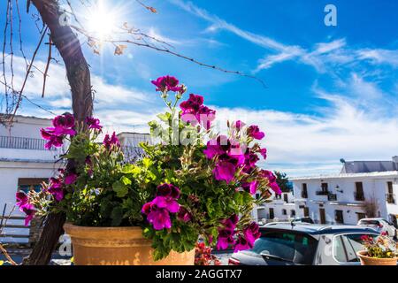 Capileira, La Alpujarra, Alpujarras, région de Grenade, Andalousie, espagne. Fleurs en pot et l'hiver de la vigne dans le village. Banque D'Images