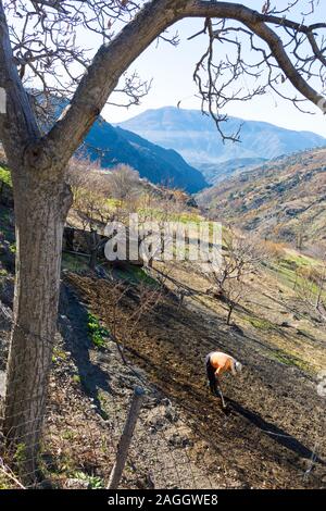 Capileira, La Alpujarra, Alpujarras, région de Grenade, Andalousie, espagne. Un homme laboure le sol sur sa petite tenue ferme à l'extérieur dans le haut du village Banque D'Images