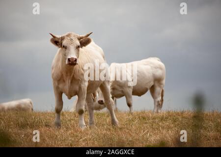 La Blonde d'Aquitaine dans le pré, race française Banque D'Images