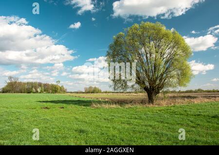 Grand arbre de saule dans le domaine et les nuages blancs sur le ciel bleu - printemps voir Banque D'Images