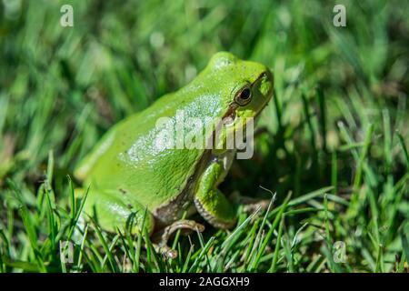 Green tree frog européen assis dans l'herbe - libre Banque D'Images