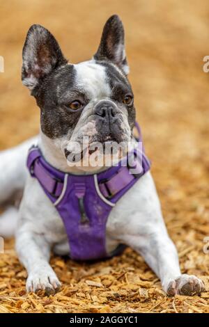 Bouledogue français et Boston Terrier femelle. Banque D'Images