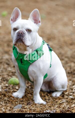 Bouledogue français et Boston Terrier mâle Mélange 75/25 Banque D'Images