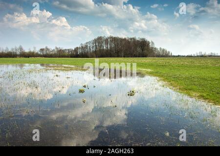 Inondés au printemps pré vert, forêt à l'horizon et les nuages dans le ciel se reflétant dans l'eau Banque D'Images