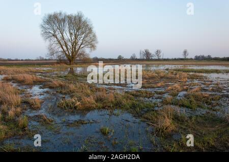 Matin vue d'une prairie inondée et un grand arbre - printemps voir Banque D'Images