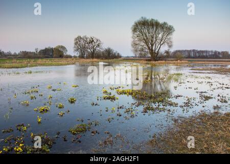 Un matin de printemps grande prairie inondée et un seul grand arbre Banque D'Images