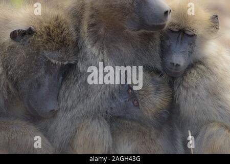 Gros plan de babouins dormant les uns sur les autres avec leur yeux fermés Banque D'Images