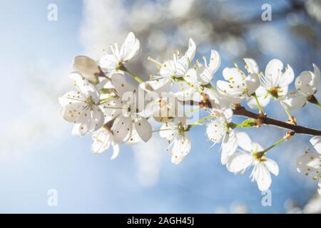 Branche de fleurs de cerisier illuminé par la lumière du soleil forte sur un close-up avec ciel bleu en arrière-plan - printemps voir Banque D'Images
