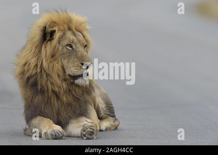 Lion sur la route Banque D'Images