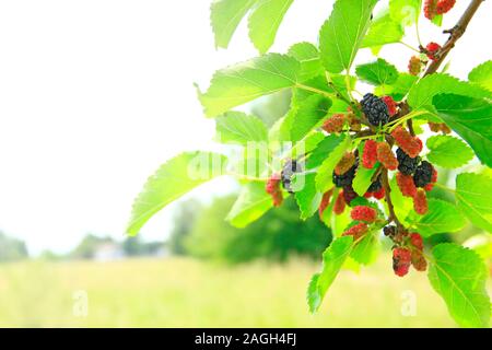 Branche de mûrier mûrs dans les rayons de soleil. Baies rouges et noires sur l'arbre. Mulberry mûr accroché sur arbre. Récolte de Mulberry Banque D'Images