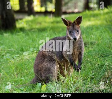 Kangourou debout dans un champ herbacé tout en regardant le appareil photo Banque D'Images