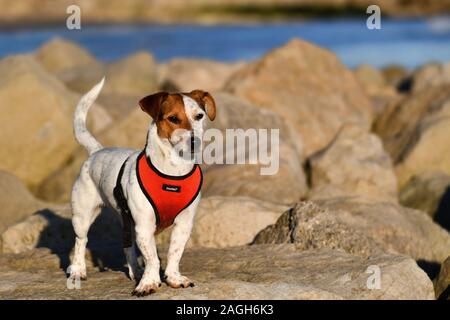 Jack Russell Terrier debout sur des rochers portant un faisceau rouge Banque D'Images