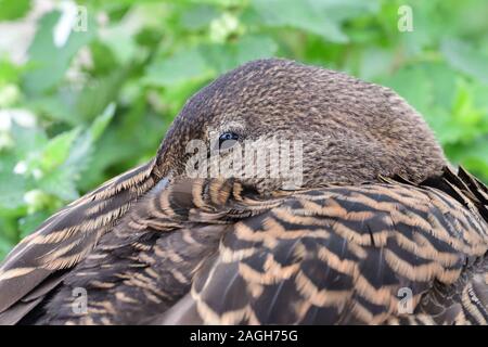 Gros plan d'une femme eider (Somateria mollissima) dormant Banque D'Images