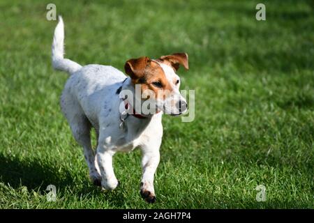 Jack Russell trottant le long d'un champ Banque D'Images