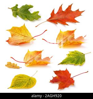 Collecte des feuilles mortes dans des tons chauds de jaune-rouge et tons verts isolé sur fond blanc Banque D'Images