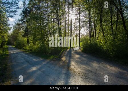 Une route de gravier, fourche, vert des arbres et de la lumière du soleil - voir un jour ensoleillé Banque D'Images