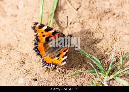 Un petit papillon écaille Aglais urticae reposant sur certains sol poussiéreux à sec avec les ailes ouvertes et la feuille d'herbe bizarre visible Banque D'Images