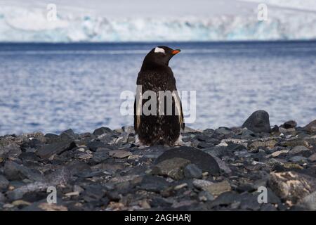 L'un de l'Antarctique Gentoo pingouin solitaire sur la côte de la pierre Banque D'Images