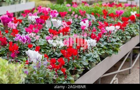 De Cyclamen rouge blanc et couleur lilas. Les fleurs de cyclamen colorés qui partent de la tubercules et sont appréciés pour les pétales et laisser la sanglante Banque D'Images