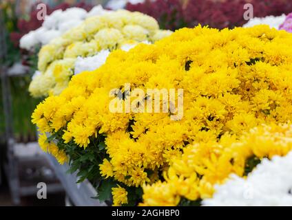 Chrysanthème jaune fond de fleurs de camomille. Bouquet de fleurs jaune chrysanthème floral lumineux arrière-plan. Banque D'Images