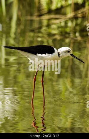 Himantopus himantopus, chevalier de l'Italie, de l'eau dans son habitat d'oiseaux Banque D'Images