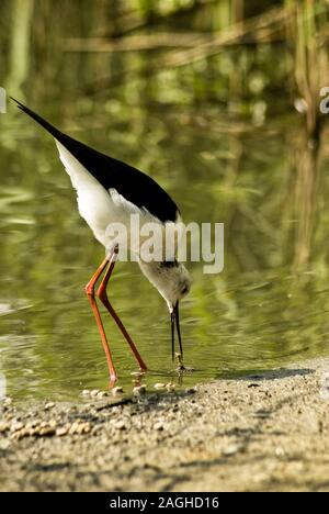 Himantopus himantopus, chevalier de l'Italie, de l'eau dans son habitat d'oiseaux Banque D'Images