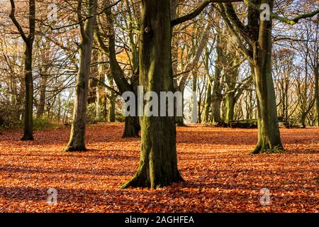 Les hêtres à écorce verte entourée d'un tapis de feuilles dorées dans un bois Banque D'Images