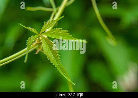 Feuilles de lierre vert jardin - libre Banque D'Images