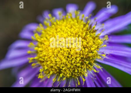 Fleur jaune, violet - libre Banque D'Images