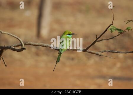 Close-up of Green Bee Eater reposant sur une petite branche d'arbre en forêt dans les régions rurales de l'Inde Banque D'Images