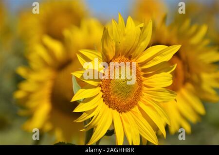 flor de girasol Banque D'Images