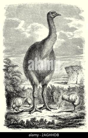 Ornithologie : élevage et les nids : moa maintenant éteint, un oiseau endémique de la Nouvelle-Zélande. Les deux plus grandes espèces, Dinornis robustus et Dinornis novaezelandiae, atteint environ 3,6 m (12 pi) de hauteur avec cou tendus, et pesait environ 230 kg (510 lb). Il a été estimé que, lorsque des Polynésiens s'installe en Nouvelle-Zélande vers 1280, la population était d'environ 58 000 pa et ils étaient les principaux herbivores dans la forêt, maquis et de l'écosystème subalpin. Principalement en raison de la chasse excessive par les Maoris, Le Moa a disparu vers 1300 -1440. Banque D'Images