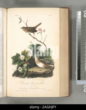 Peucaea Lincolnii. ; Lincoln's Pinewood Finch. 1. Des hommes. 2. Des femmes. (1. Dwarf Cornel. 2. Plaquebière. 3. Kalmia glauques.) Banque D'Images