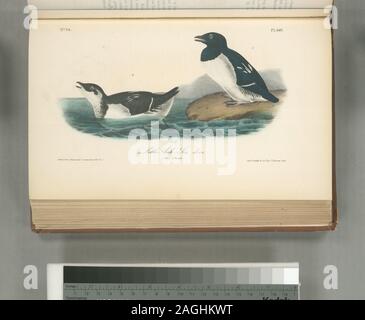 Mergulus alle. Mer commune-colombe. -- Peu de Guillemot [Description] ; peu de pingouin. -- Mer colombe. 1. Des hommes. 2. Des femmes. Banque D'Images