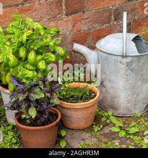 Arrangement d'un vieil arrosoir en métal et le jardin des plantes en pot d'herbe par mur de brique rouge en jardin anglais. Banque D'Images