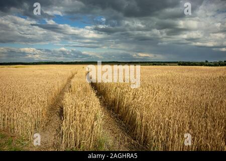 Des traces de roues dans les céréales, l'horizon et les nuages sur un ciel bleu, vue rural Banque D'Images