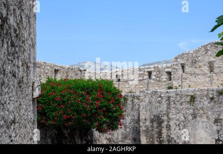 Jardin à Saint-Paul-de-Vence, Alpes-Maritimes, France. Banque D'Images