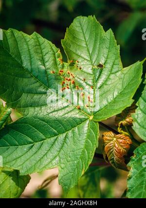 Bourgeon d'érable sycomore / galles causées par les mites, Aceria spp. Banque D'Images