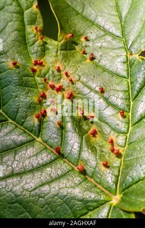 Bourgeon d'érable sycomore / galles causées par les mites, Aceria spp. Banque D'Images