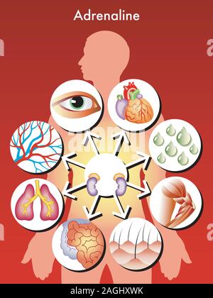 Illustration symbolique médical des effets de l'adrénaline dans le corps humain. Illustration de Vecteur