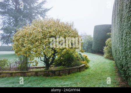 Un beau spécimen Elaeagnus x ebbingei Gilt Edge montre son intérêt tout au long de l'année quelle que soit la saison ou la météo dans un jardin Anglais UK Banque D'Images